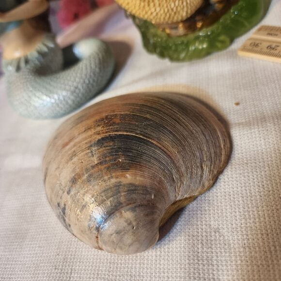 DECOUPAGE BLUE FLOWERS ON A CLAM SHELL - Picture 9 of 9